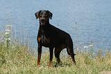 DOBERMANN 1038